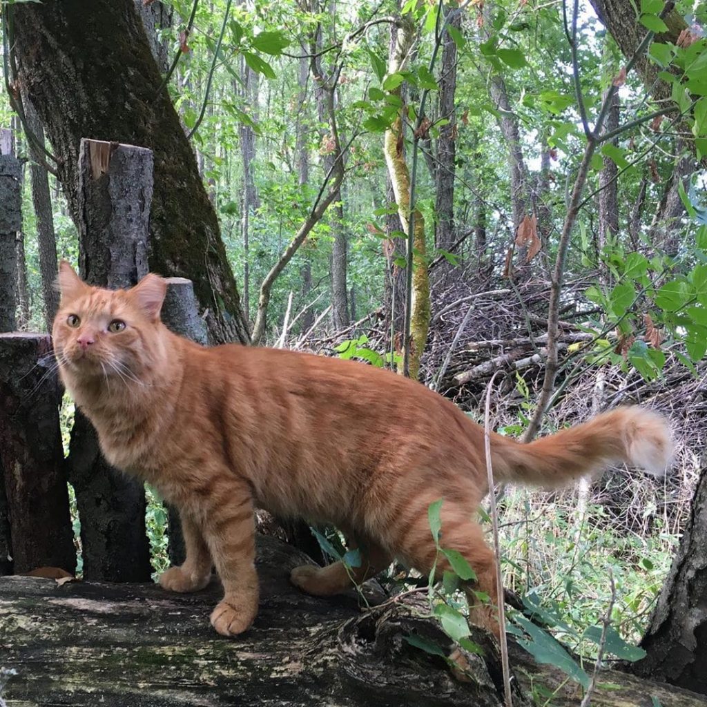 angry-stray-cat-gradually-develops-into-a-cute-and-adorable-kitten