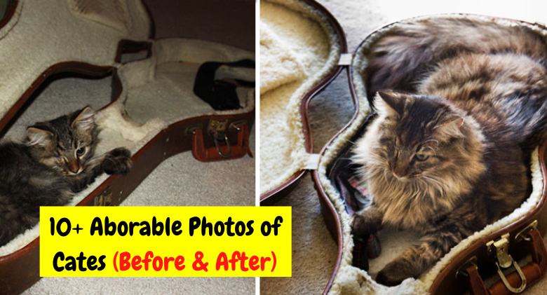 10+ Aborable Photos of Cats Growing Up Before and After