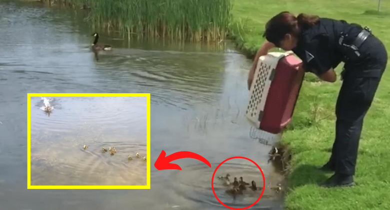10 orphaned ducklings are dumped by an officer into a pond, they soon find a new mother