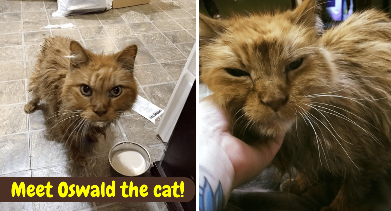 20-Year-Old Cat Is Unable to Stop Purring After Being Given a Home