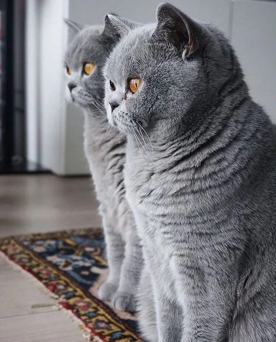 The Teddy Bear Of The Cat World Is Here! Meet The Cute Blue British ...