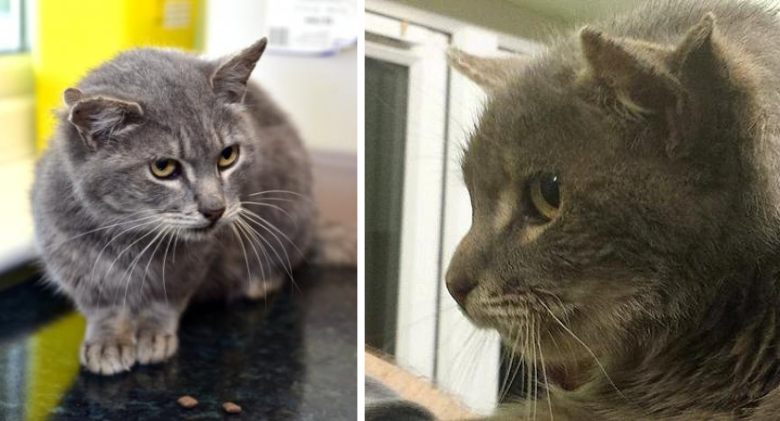 3-eared Cat Named Captain Kirk Found Wandering Norfolk Streets