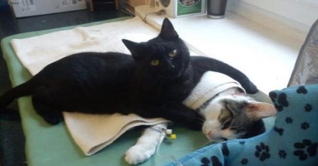 Rescue Cat Becomes Nurse At Shelter Caring For Sick Andor Injured Animals