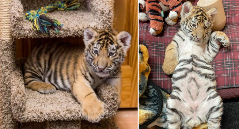 4 big cats are rescued from an Indiana facility by Tiger Cub, who surprises rescuers