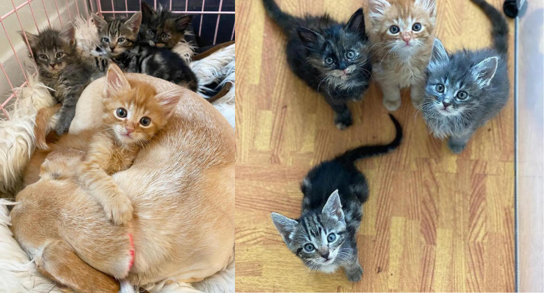 5 Kittens Missing Their Mother Fall Head Over Heels in Love with a Cat-Loving Dog