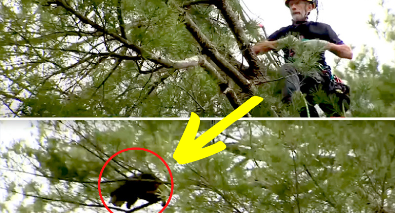 8-Year-Old Peanut Stuck 80 Feet Up In Tree Is Saved By "Climbing Cat Whisperer"