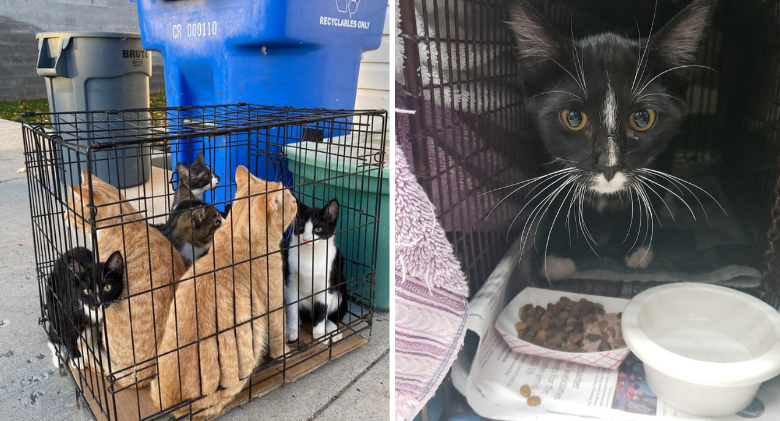 9 Cats in a Crate Left Outside Shelter Door With No Information