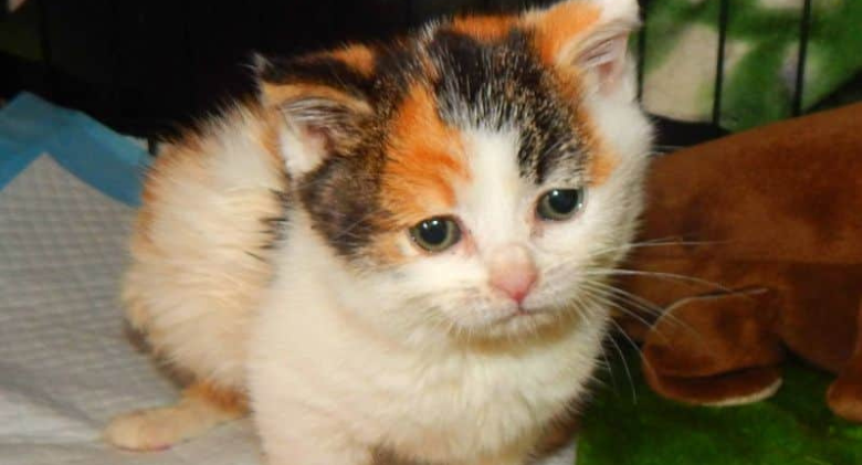 A "Little Fighter" Calico Kitten gets "Squashed" in a Reclining Sofa!