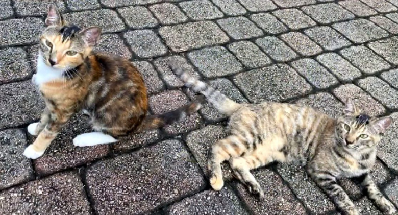 A Florida man wants the cats back after they were adopted by a rescue after being found