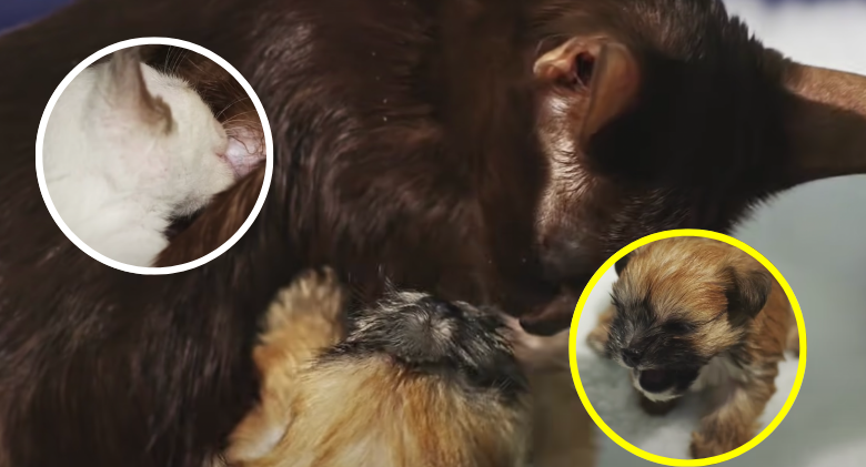 A Mother Cat Adopts and Cares for a Cute Orphaned Puppy
