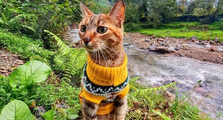 A Scottish traveller picks up a stray kitten and takes her with him