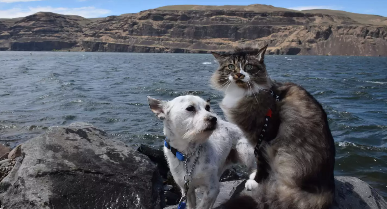 A Special Cat Who Loves Adventure Helps a Troubled Dog Heal