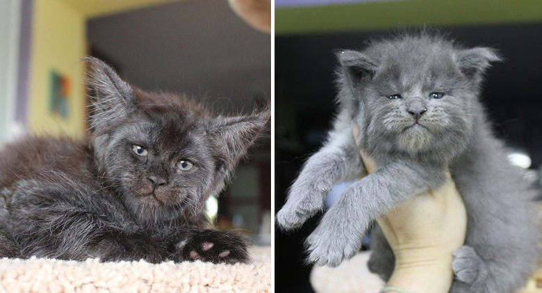 A Whole Litter of Maine Coon Kittens Were Born With Cute, Grumpy Expressions