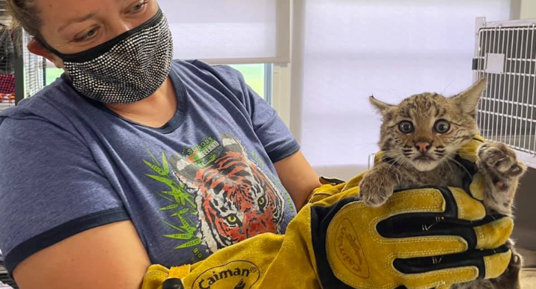 A bobcat kitten was ejected from the wild and taken in by Big Cat Rescue