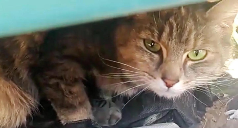 A cat shelters her kittens from the rain under a trunk...interesting story