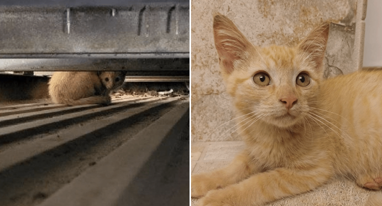 A cunning kitten steals a garbage truck, inspiring a heroic rescue effort