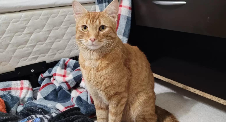 A determined cat travels 40 miles to locate his lost family after a move