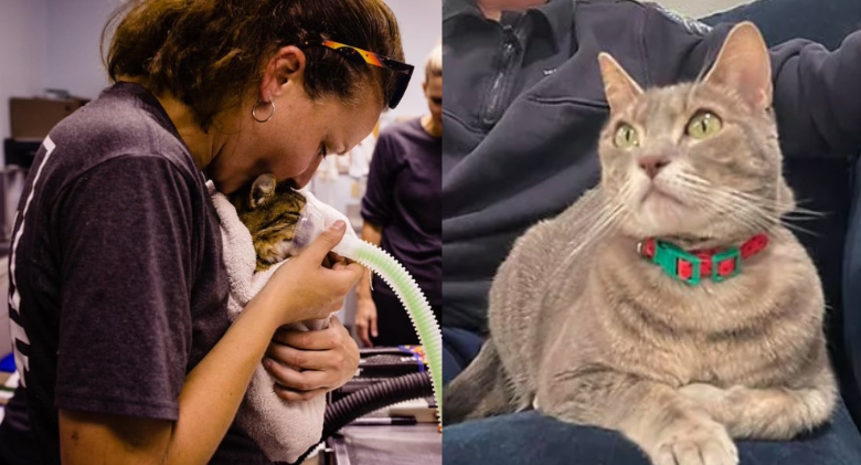 A firefighter adopts a cat that survived a devastating fire