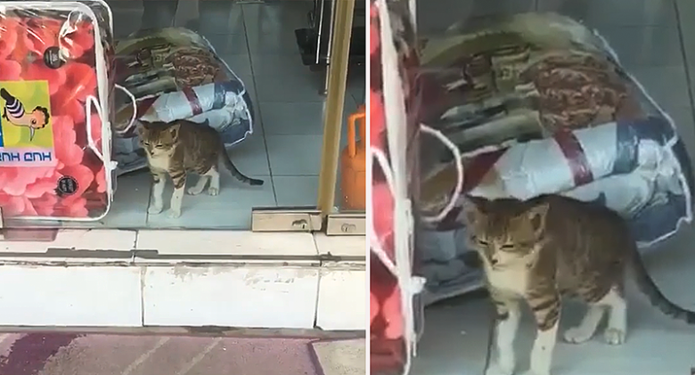 A good Samaritan responds to a mother cat's cries for a kitten trapped inside a store