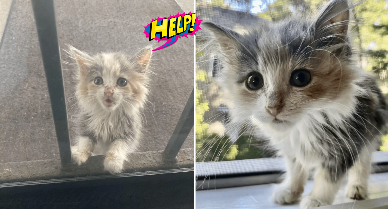 A homeless kitten camped out on a woman's doorstep and begged for help
