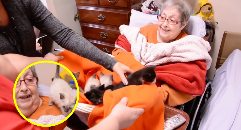A hospice patient's dying wish has been granted: to cuddle with a basket of kittens!