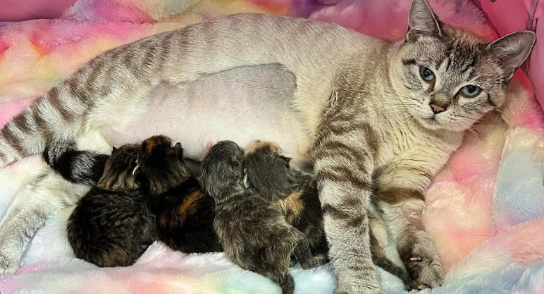 A kind person welcomes the lost cat inside so that her kittens can live a better life