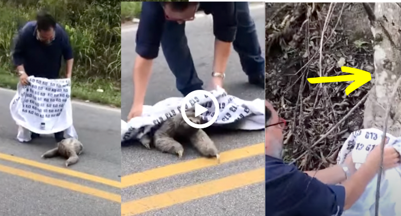 A kind stranger saves a roadside sloth who stuck in the middle of the road