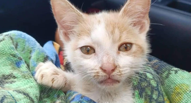 A kitten at a shelter who climbed a kennel door now has access to other cats & helped by a kind person