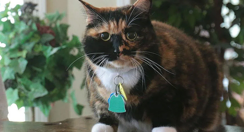 A man claims that his adopted calico cat, "Bandit," protected him from intruders