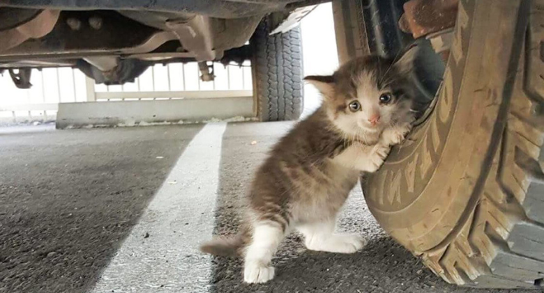 A man couldn't resist taking a scared kitten he found under a truck