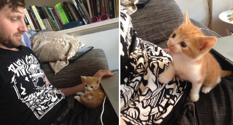 A man transforms an abandoned cat into the most spoiled lap cat!