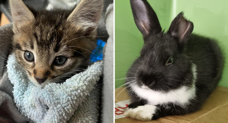 A rabbit left at a shopping mall and kittens left on a porch, latest victim of crisis