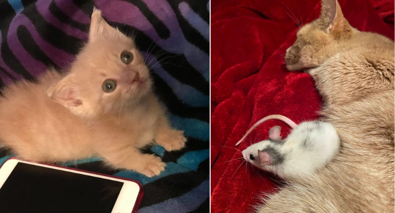 A rescued pet rat surprises Munchkin Cat by becoming a surprising new friend