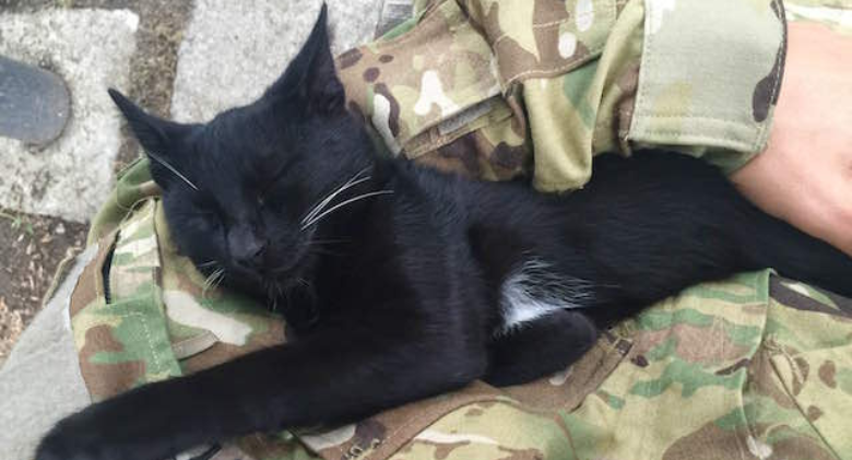 A soldier was "selected" to be a stray cat's lifelong human