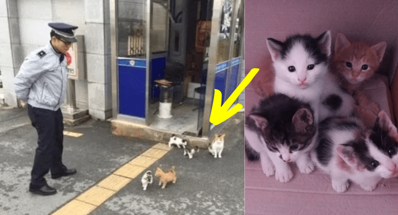 A stray cat brings her family to the police station, which they choose to call home forever