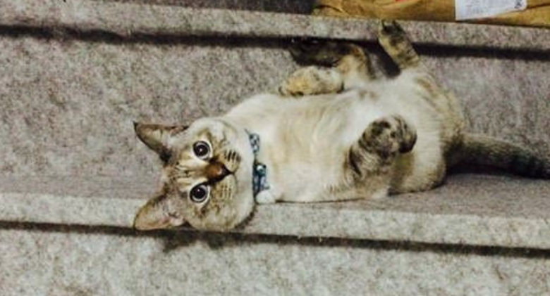 A stray cat chooses a human at a park and won't let him leave