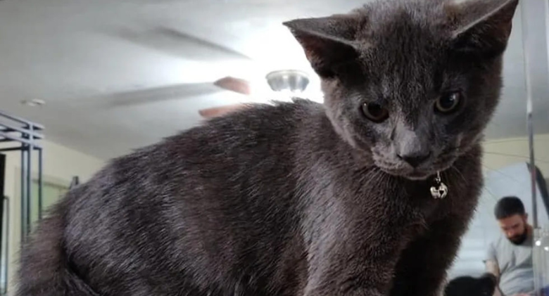 A stray kitten begs to be adopted after following a stranger in the parking lot