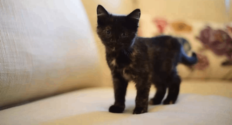 A stray kitten makes its way to the governor's home and receives the warmest welcome