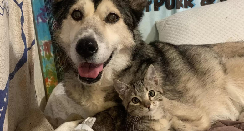 A survivor cat meets a new dog sister and falls in love right away