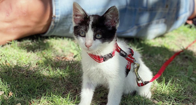 A tiny abandoned kitten approaches a woman and begs for help