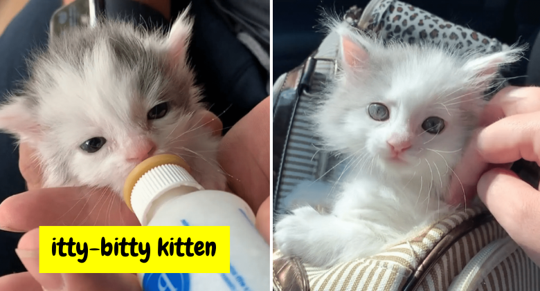 A tiny kitten that was found in a yard has a strong want to survive