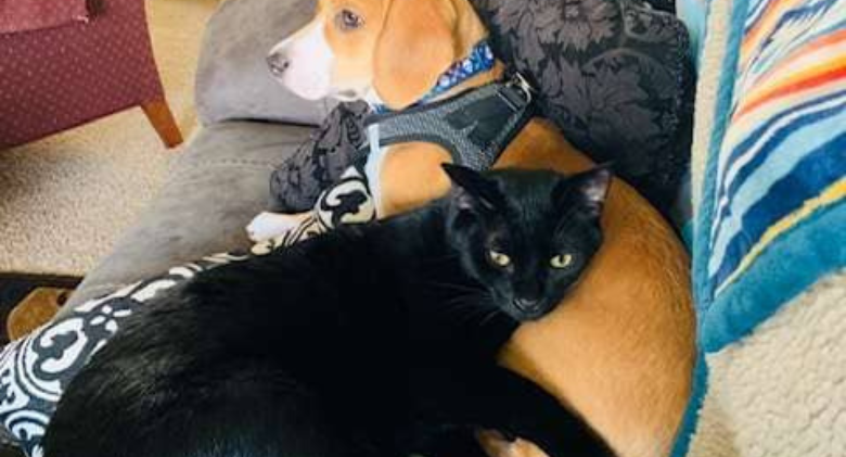 A touching moment Little Dog Cuddles Up To Cat By Wrapping His Arm Around It