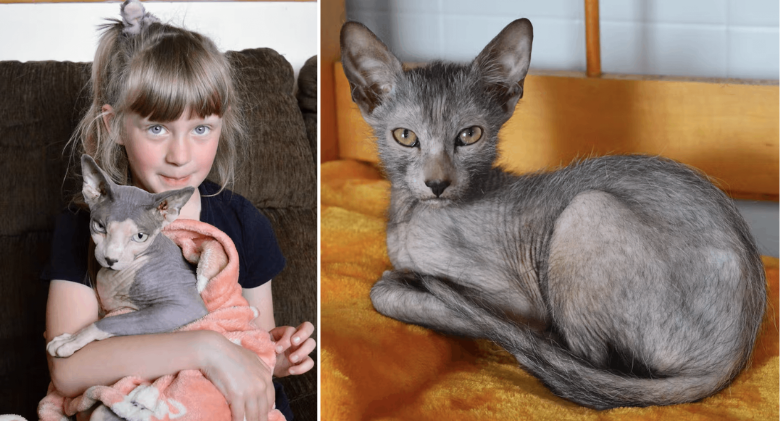 A werewolf kitten of a rare breed has arrived in Cape Breton