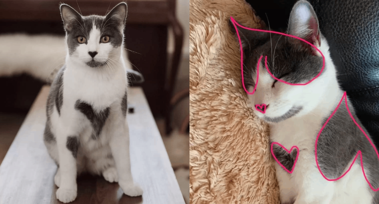 A woman adopts a shelter kitten and discovers he is completely covered in hearts