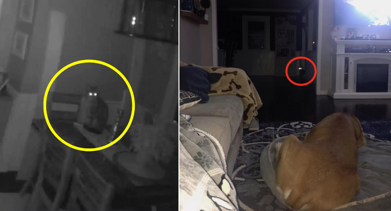 A woman learns her cat has been entering her home every night