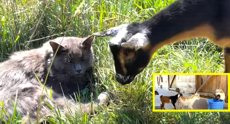 A young goat sneaks up to kiss the barn cat