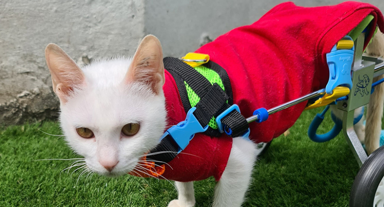 Accidentally Paralyzed Cat Gets a New Life Across the Globe