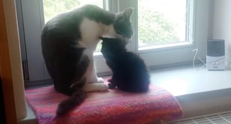 Adopted Stray Kitten and Family Cat Form Instant Bond