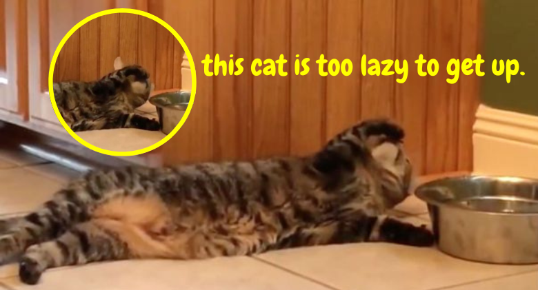 Adorable lazy cat doesn't even try to get up to get a drink; instead, it utilises its PAW