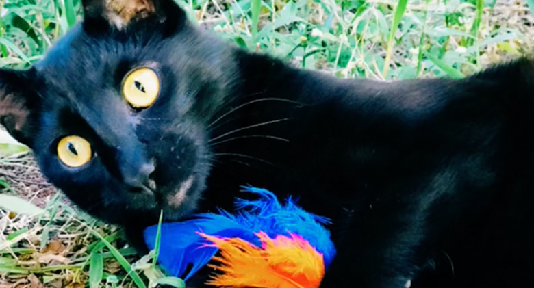 After a toddler throws his keys in a hole, a black cat finds them